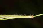 Openflower rosette grass